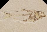 Three Bargain Knightia Fossil Fish - Wyoming #91574-2